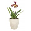 Scheurich Orchid-Vanilia 667