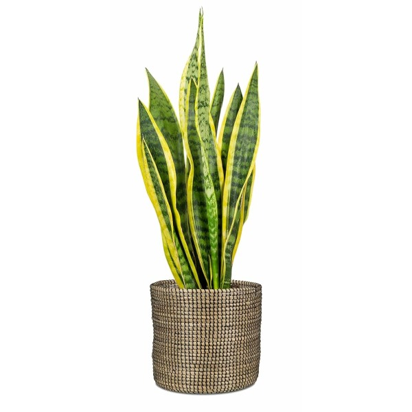 Scheurich Ψάθινο Κασπώ Seagrass Black 513/22 - Image 3