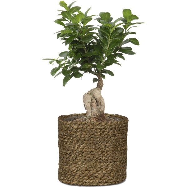 Scheurich Ψάθινο Κασπώ Seagrass Brown 508/15 - Image 3
