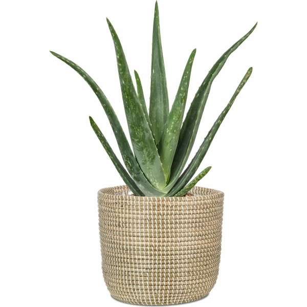 Scheurich Ψάθινο Κασπώ Seagrass White 513/15 - Image 2